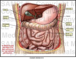 The abdominal wall encompasses an area of the body bounded superiorly by the xiphoid process and costal arch, and inferiorly by the inguinal ligament, pubic bones and the iliac crest. Abdominal Anatomy Medical Illustration Medivisuals