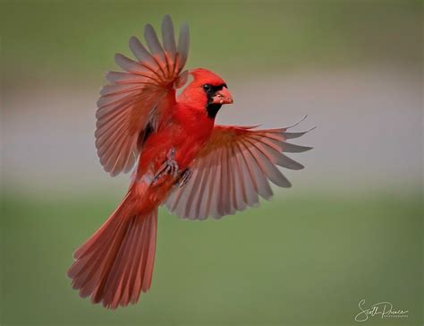 Scott Prince Photography On Twitter Heres A Male Cardinal In Flight