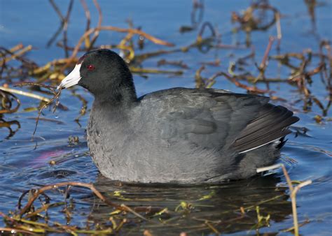 American Coot phone, desktop wallpapers, pictures, photos, bckground images