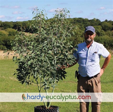 Eucalyptus in air pots | Eucalyptus, Eucalyptus tree uk, Eucalyptus tree