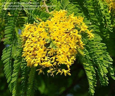 Plant Identification Tropical Tree Yellow Flowers 1 By Barranquilla