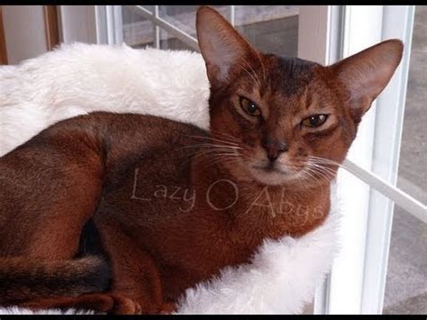 These cats are only raised as pets and are not allowed for breeding. Abyssinian - Kittens for Sale, by Pets4You.com - YouTube