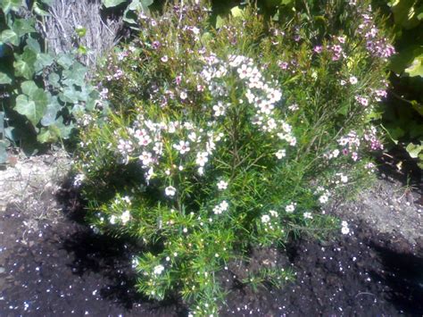 Ollas, sartenes y todo tipo de utensilios para organizarte al cocinar en el corte inglés Flor de cera para exterior???