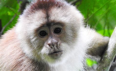 El Mono Machín De Tumbes Uno De Los Más Amenazados Del Mundo