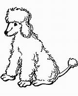 Poodle Coloring Printable Toy Poodles Chow Dog French Clip Google Sheets Silhouette Standard Template Getdrawings Popular Getcolorings sketch template