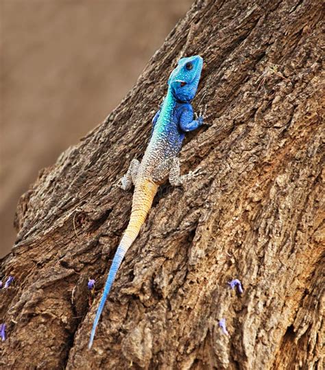 Blue Head Agama Lizard Stock Photo Image Of Reptilian 19257468