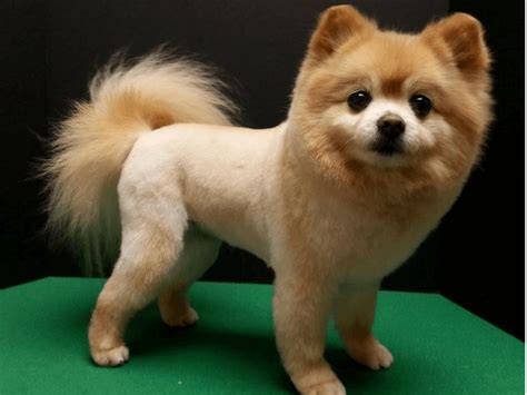 Top 10 Pomeranian Haircut Ideas For 2018 Pomeranian Haircut Dog