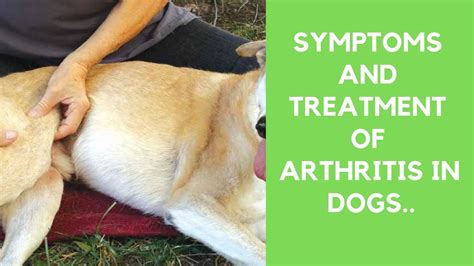 Symptoms And Treatment Of Arthritis In Dogs Youtube
