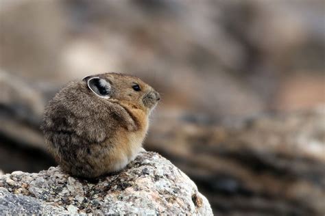 Colorado Rocky Mountain Pika Cute Animals Animals