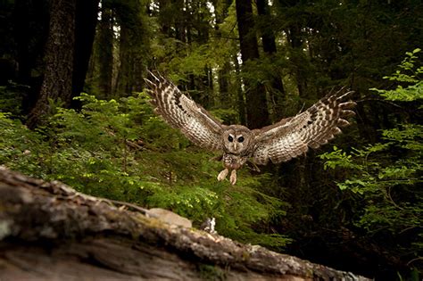 Saga Of The Spotted Owl American Forests