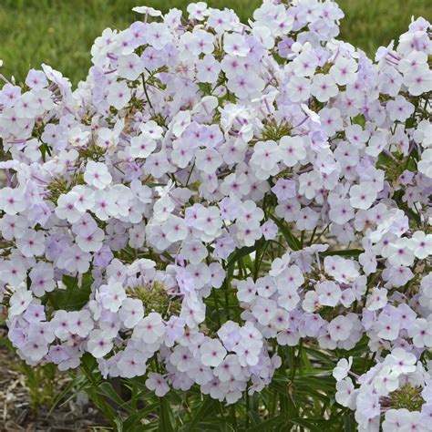 Garden Phlox Pp 29912 Phlox Paniculata Fashionably Early Lavender