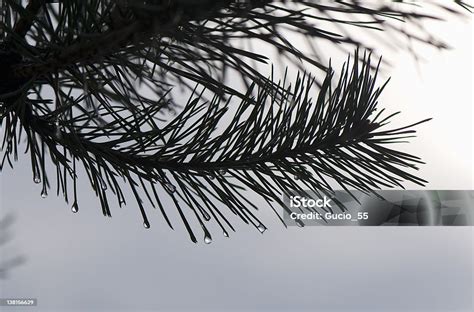 Ranting Pinus Foto Stok Unduh Gambar Sekarang Air Alam Bustard