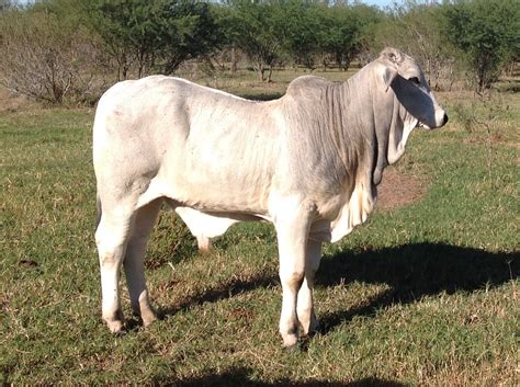 Download 28 royalty free brahman bull vector images. 3 - Purebred Brahman Bull Calves - Texas