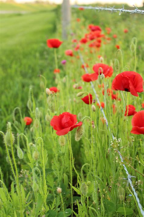 Colorful Wild Flowers Red Poppies Free Stock Photo Public Domain Pictures