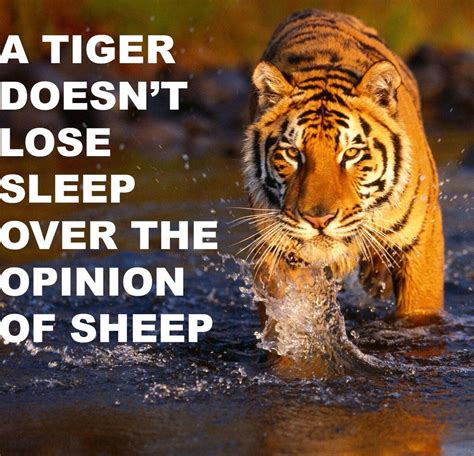 Tvagent A Tiger Doesnt Lose Sleep Over The Opinion Of Sheep
