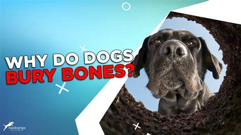 Why Do Dogs Bury Bones Youtube