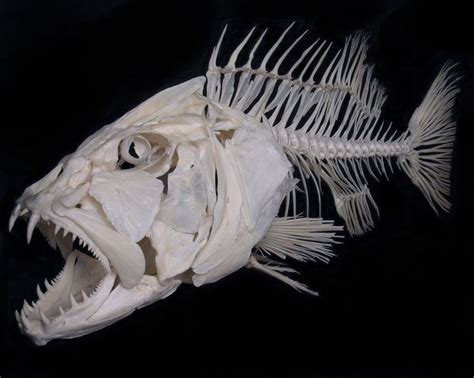 Fish Skeletons Sport Fishing Magazine Fish Skeleton Fish Art