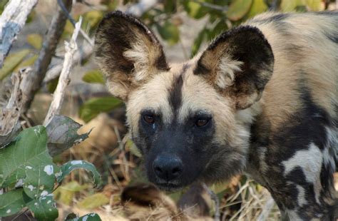 Video Lion Kills Off Wild Dog Pup Africa Geographic