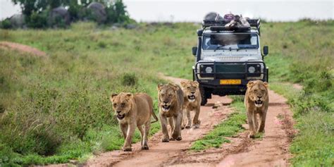 What To Expect During Uganda Safaris Uganda Safari Attractions