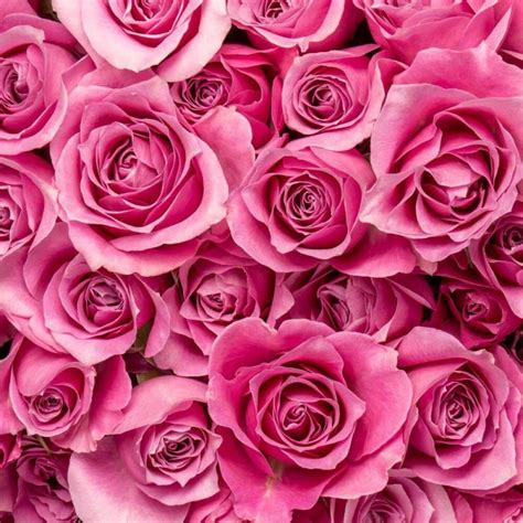 Hot Pink Spray Roses Toronto Bulk Flowers Wholesale Roses