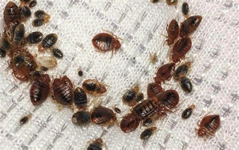 How To Get Rid Of Bed Bugs In A Mattress Fast