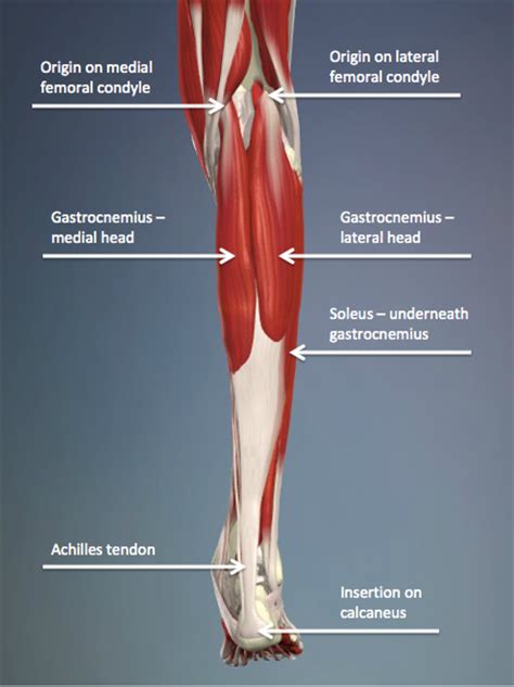 Pain that is triggered or worsened by an activity that involves repetitive leg motion. Egoscue's secret weapon: Supine Groin Stretch - Oregon ...