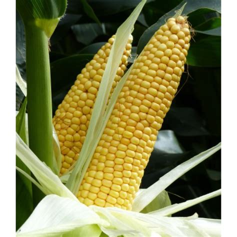 Field Corn Agrimax Seeds