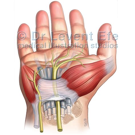 Carpal Tunnel Anatomy And The Carpal Tunnel Syndrome Dr Efes