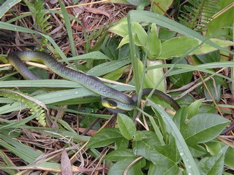 Common Tree Snake Dendrelaphis Punctulata