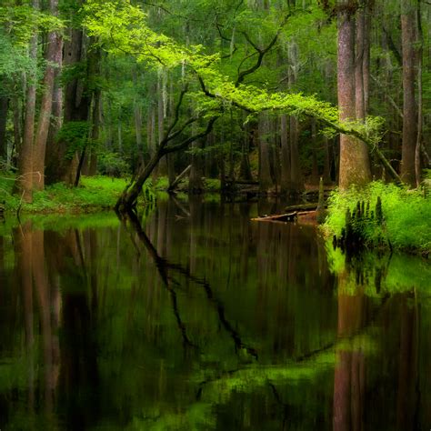 Cedar Creek Congaree National Park South Carolina Fred Wasmer