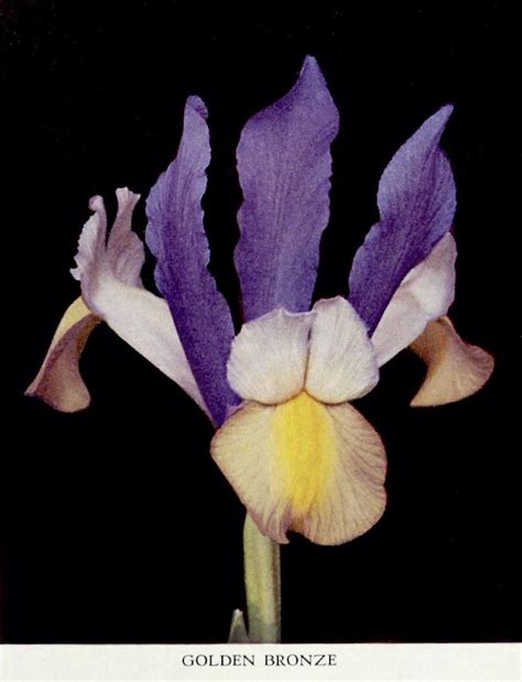 Dutch Iris Iris X Hollandica Golden Bronze In The Irises Database