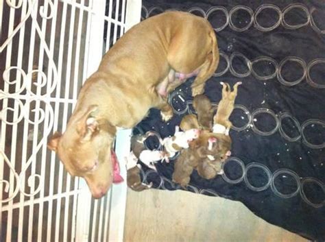 Xl pitbull puppies an team of dedicated temperament breeding dog lovers. REDNOSE PITBULL PUPPIES FOR SALE for Sale in New Haven ...