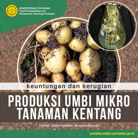 Keuntungan Dan Kerugian Produksi Umbi Mikro Tanaman Kentang