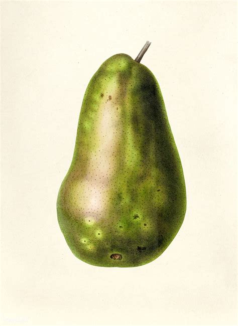 Antique Illustration Of Pear Free Image By Free