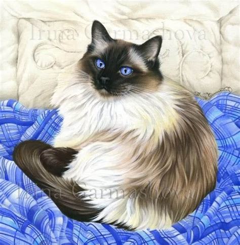 Ragdoll Cat Print Favourite Place By Irina Garmashova Etsy Cats