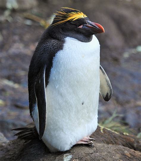 M Is For Macaroni Penguin Facts A Z Of Cool Animals