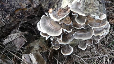 how to id turkey tails youtube