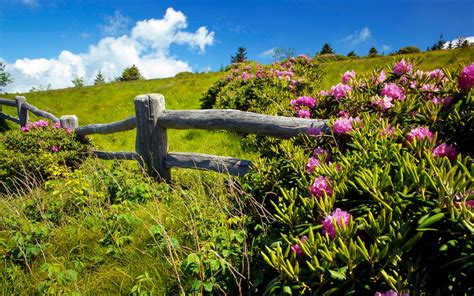 Spring On The Farm Wallpaper Wallpapersafari