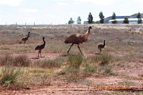 Emu And Chicks Blinman Flinders Ranges South Australia