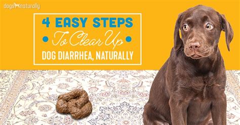 How To Stop Diarrhea In Dogs 4 Simple Steps