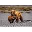 Photographing Brown Bears In Lake Clark National Park