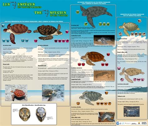The Seven Species Of Sea Turtles