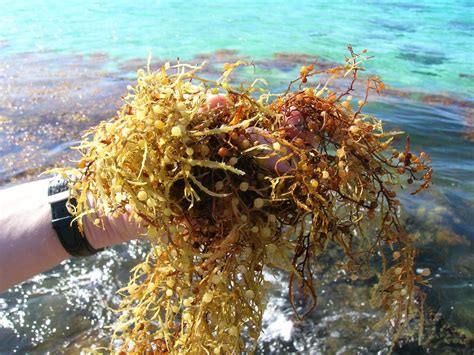 Great Atlantic Sargassum Belt Everything You Need To Know
