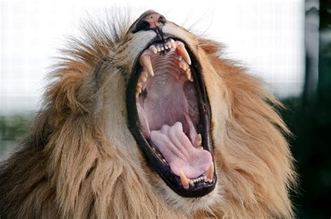 Animals Yawning Extreme Funny Photos Funny And Cute Animals