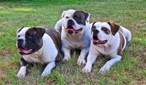 American Bulldog Breed Everything You Need To Know