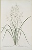 Phalangium ramosum - NYPL Digital Collections