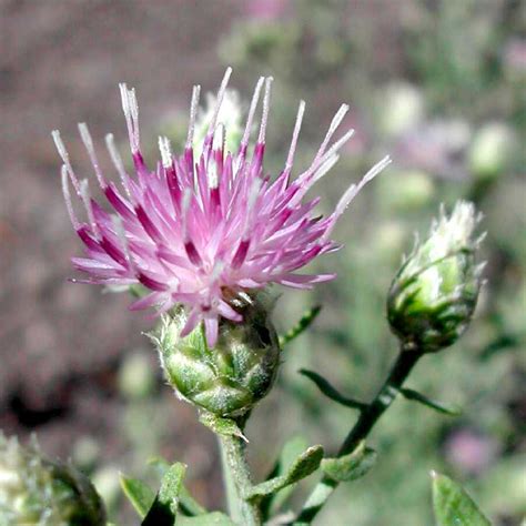 russian knapweed — northern arizona invasive plants