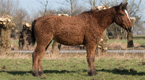 American Bashkir Curly Horse Breed Guide Characteristics Health