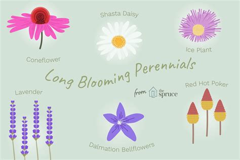 Flowers absorb water through their roots. Perennial Flowers That Bloom All Summer