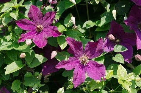 View The Top 10 Agm Clematis Chosen By Rhs Plantsman Graham Rice Rhs